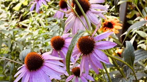 有关工厂,植物,植物群的免费素材视频