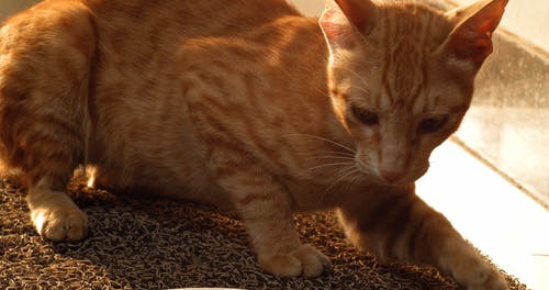 有关动物行为, 动物, 可爱的免费素材视频