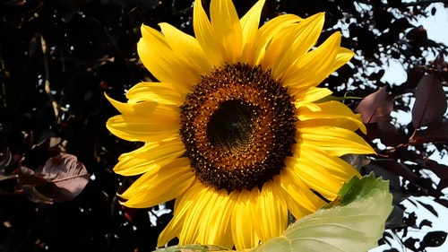 有关向日葵,植物群,特写的免费素材视频