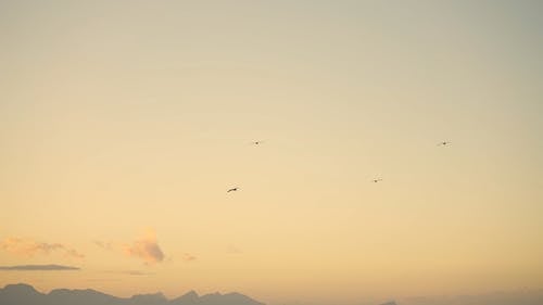 有关一群鸟, 天空, 宁静的免费素材视频