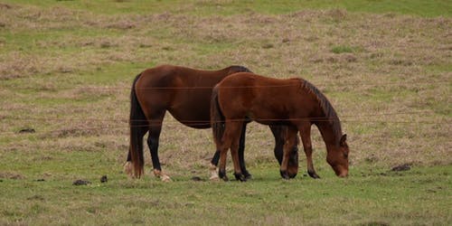 有关动物, 吃, 棕色的马的免费素材视频