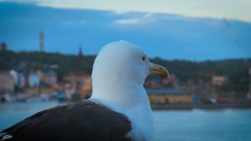有关专注于前景, 动物头, 动物的免费素材视频