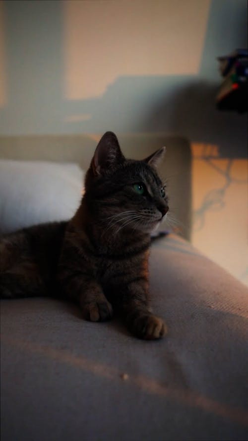 有关动物, 垂直视频, 家猫的免费素材视频