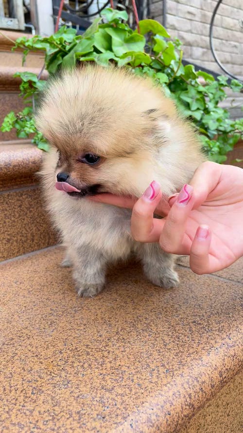 有关可爱, 可爱的, 垂直视频的免费素材视频