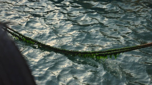 有关水,绳子,苔藓的免费素材视频