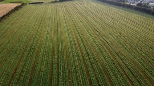 有关一群鸟, 农业领域, 农村的场景的免费素材视频