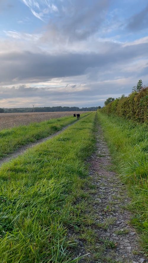 有关农业领域, 农村的场景, 垂直视频的免费素材视频