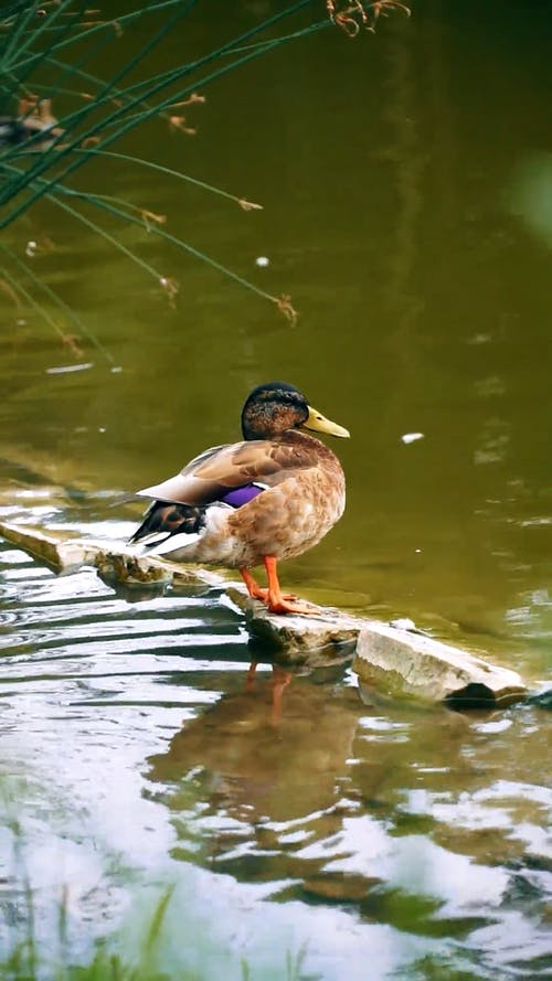 有关垂直视频, 天, 天性的免费素材视频