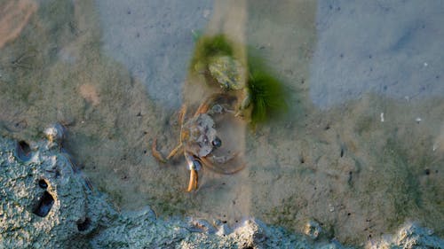 有关俯视图, 动物, 步行的免费素材视频