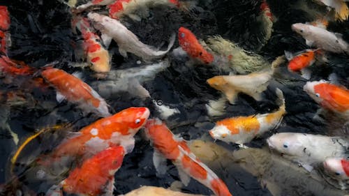 有关水, 锦鲤, 鱼类的免费素材视频