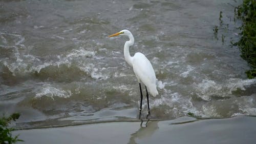 有关动物, 流动的水, 白鹭的免费素材视频