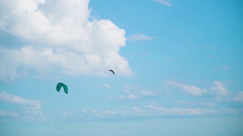 有关动物, 天空, 野生动物的免费素材视频