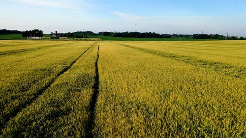 有关下田, 农业用地, 稻田的免费素材视频