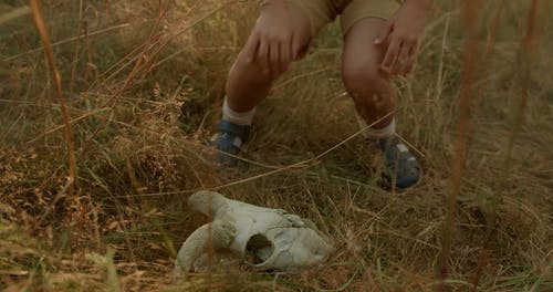 有关冒险, 动物头骨, 夏令营的免费素材视频