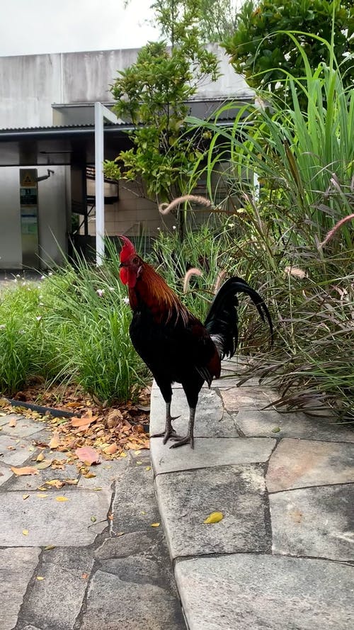 有关公鸡, 农村的场景, 动物的免费素材视频