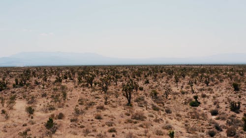 有关仙人掌植物, 天性, 天空的免费素材视频