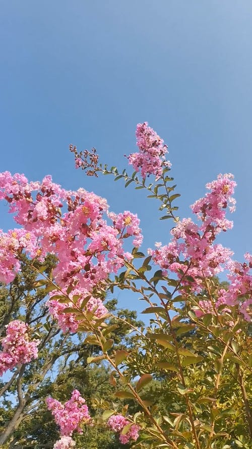 有关分公司, 垂直视频, 天的免费素材视频