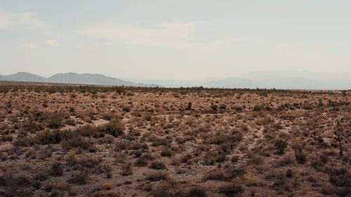 有关仙人掌, 沙漠, 沙漠植物的免费素材视频