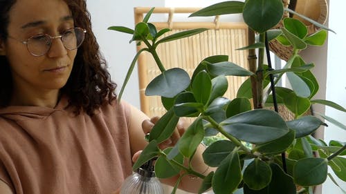 有关喷, 女人, 室内植物的免费素材视频