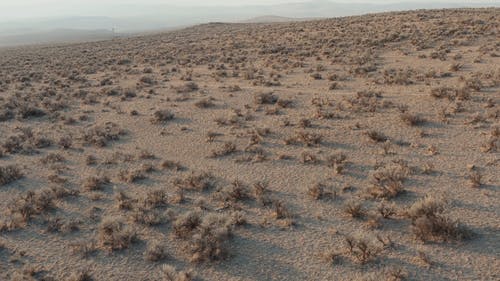 有关乾旱, 沙漠, 沙漠植物的免费素材视频