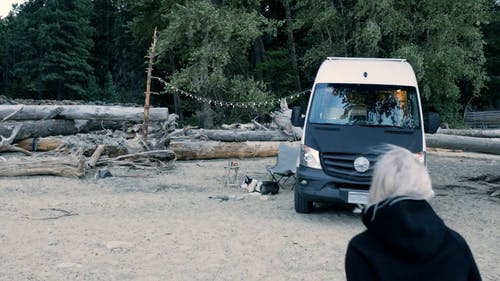 有关动物, 坐, 宠物的免费素材视频