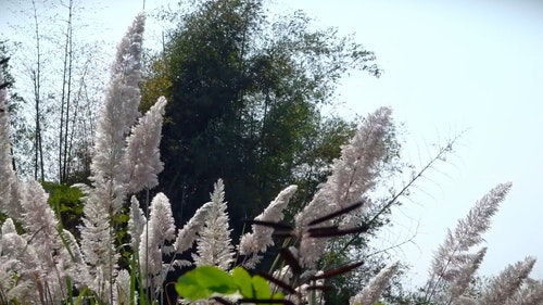 有关多风,特写,环境的免费素材视频