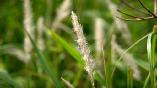 有关多风,天性,性质的免费素材视频