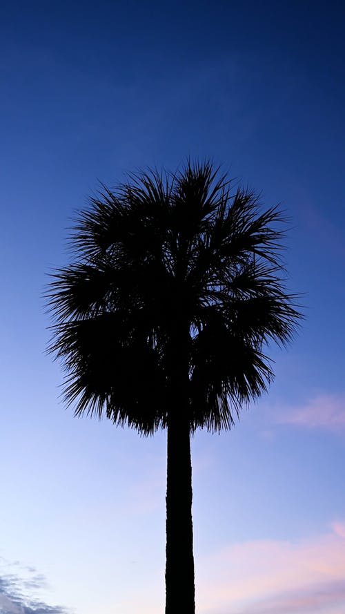 有关低角度拍摄, 剪影, 垂直视频的免费素材视频