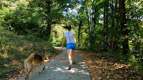 有关dogwalk, 享受, 人行道的免费素材视频