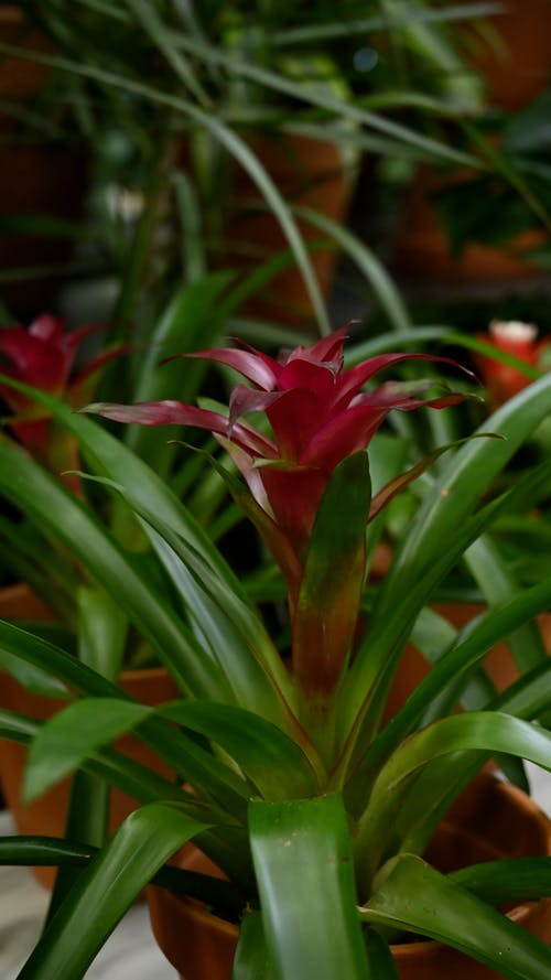 有关垂直视频, 树叶, 特写的免费素材视频