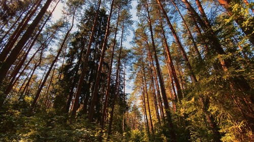 有关低角度拍摄, 天性, 天空的免费素材视频