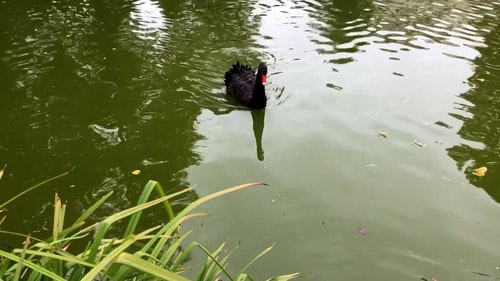 有关动物,水鸟,游泳的免费素材视频