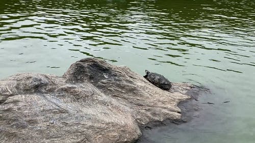 有关动物, 岩石, 水的免费素材视频