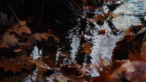 有关乾燥, 枫叶, 水的免费素材视频