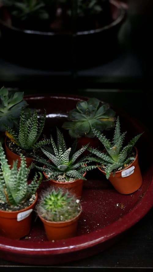 有关垂直视频, 多肉植物, 植物的免费素材视频