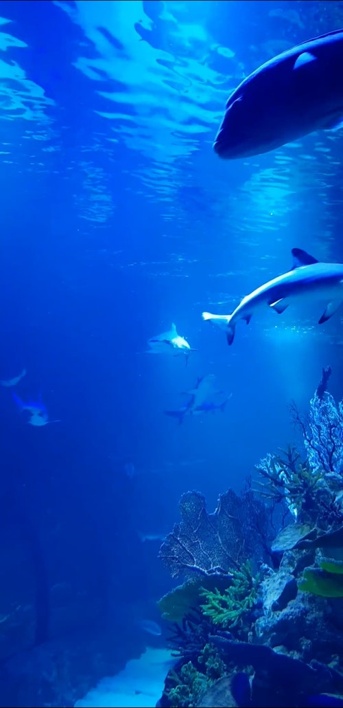 有关垂直拍摄,水下,水族馆的免费素材视频