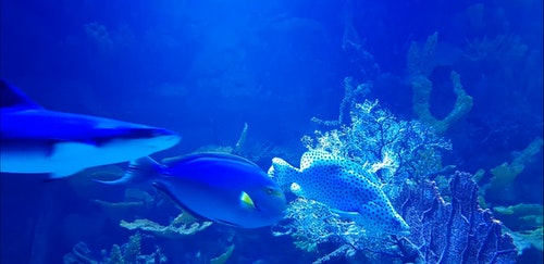 有关动物,水,水族馆的免费素材视频