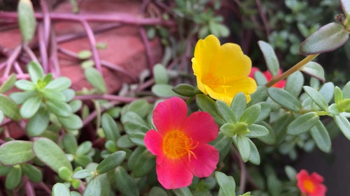 有关植物群,树叶,特写的免费素材视频