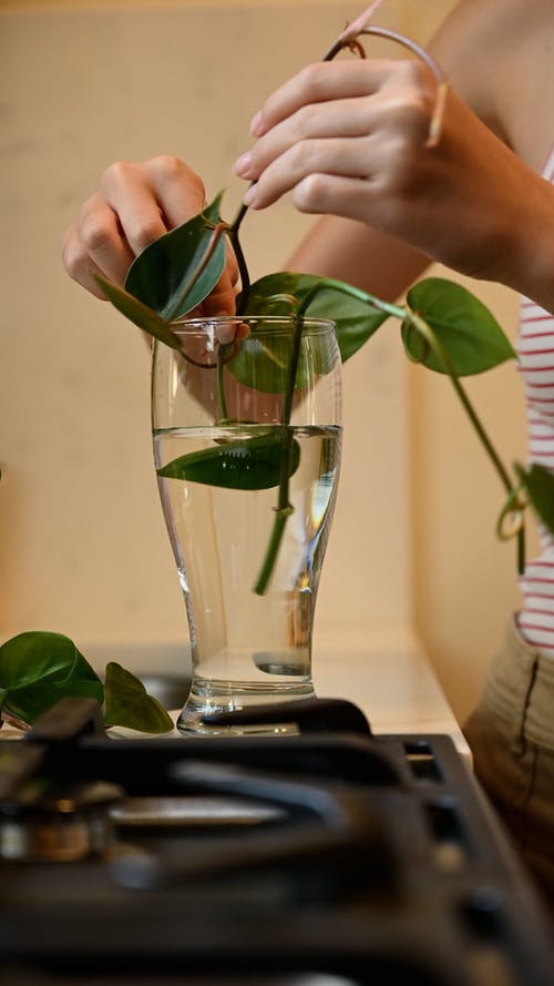 有关人的手, 国内厨房, 垂直视频的免费素材视频