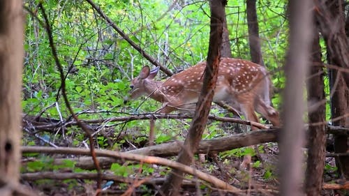 有关加拿大, 天性, 户外的免费素材视频