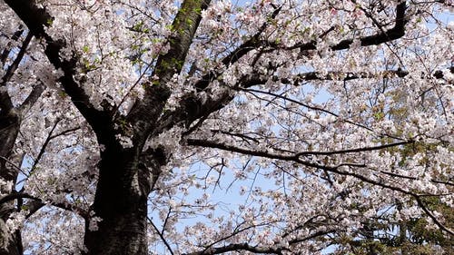 有关弹簧, 树, 樱花的免费素材视频