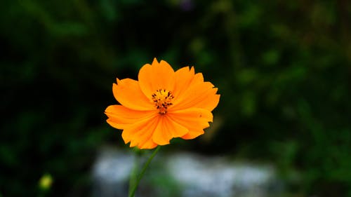 有关多风, 天性, 头花的免费素材视频