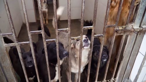 有关动物, 叫声, 小狗的免费素材视频