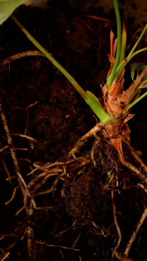 有关土, 垂直视频, 天的免费素材视频