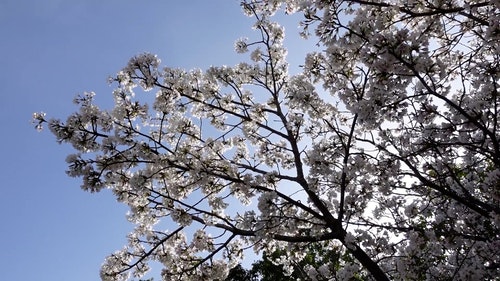 有关低角度视图,分支机构,天性的免费素材视频