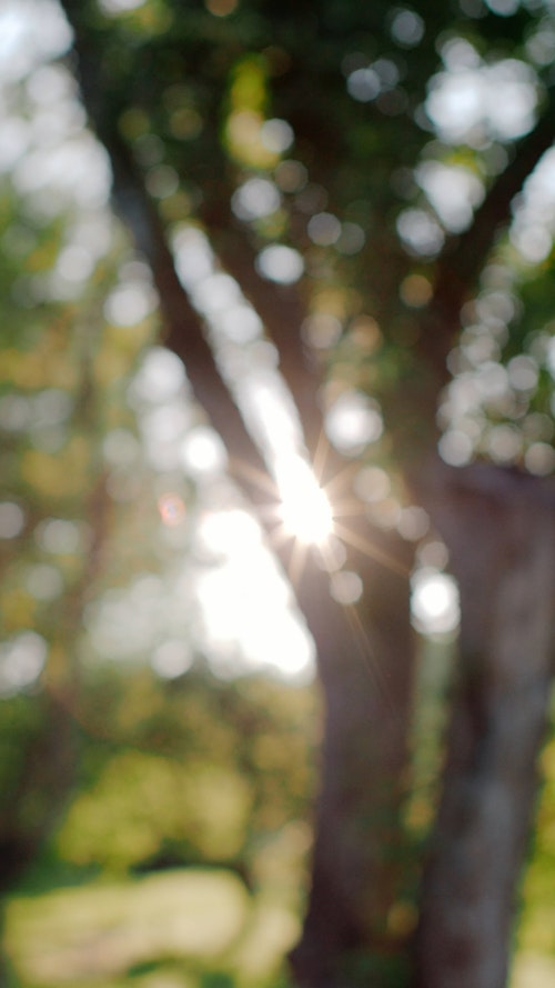 有关垂直视频,天性,性质的免费素材视频