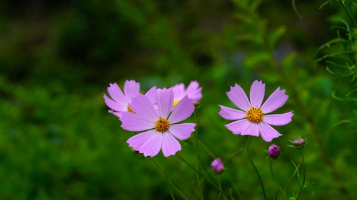 有关植物群,特写,紫色的花朵的免费素材视频