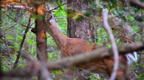 有关天性, 户外, 森林的免费素材视频