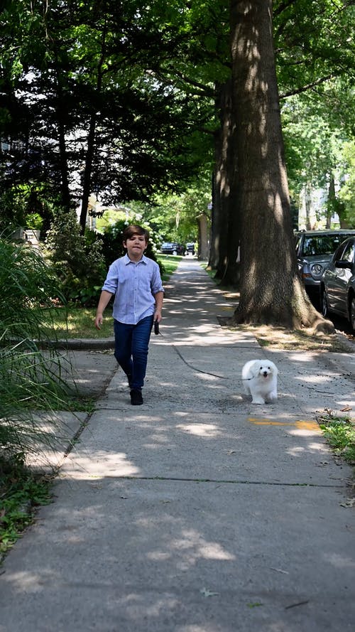 有关垂直视频, 宠物, 小狗的免费素材视频