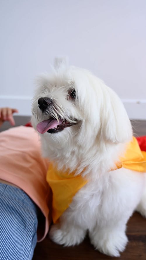 有关伸出舌头, 动物, 可爱的免费素材视频